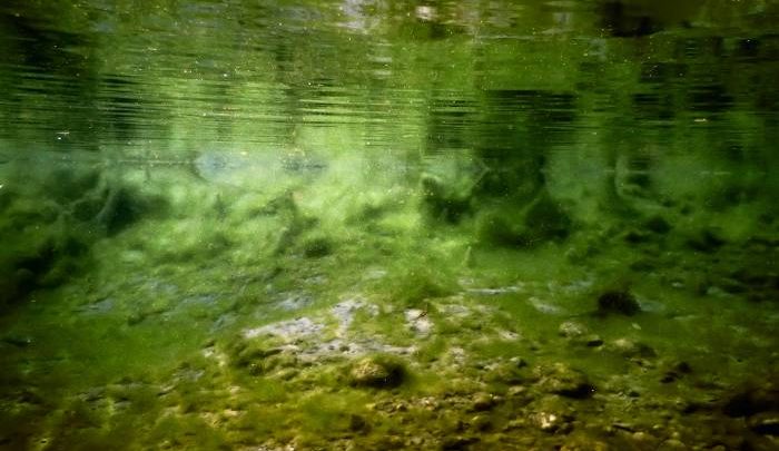 Rola cyjanobakterii w ekosystemach naturalnych