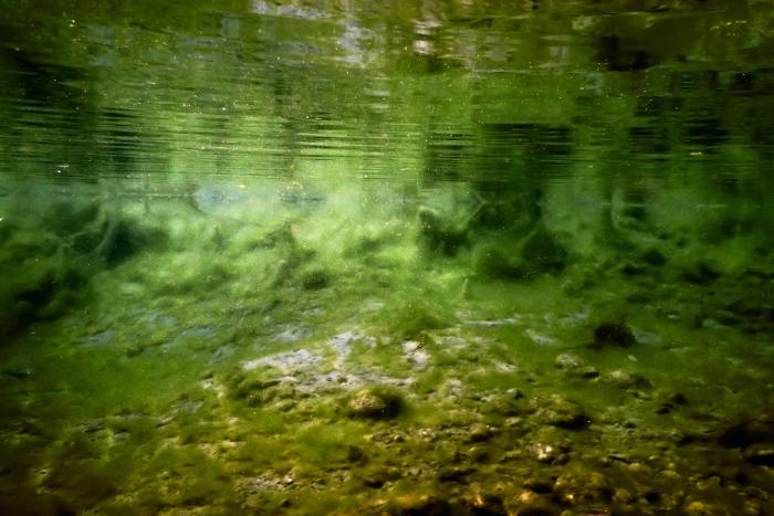 Rola cyjanobakterii w ekosystemach naturalnych