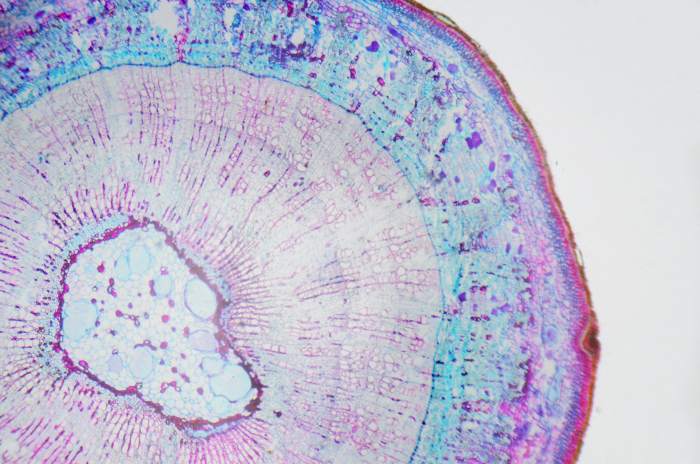 Graafian Follicle – Co to jest i jaka jest jego struktura